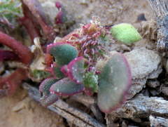 Tetragonia microptera