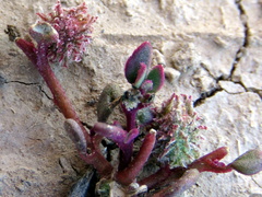 Tetragonia microptera