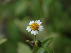 Galinsoga quadriradiata