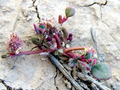 Tetragonia microptera