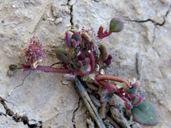 Tetragonia microptera