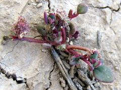 Tetragonia microptera