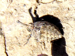 Capenopsis