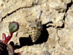 Capenopsis