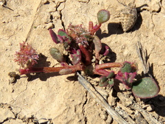 Tetragonia microptera