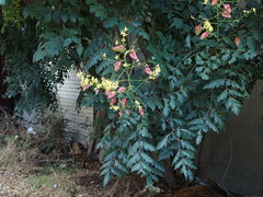 Koelreuteria paniculata