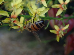 Apis mellifera