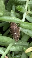 Aphrodinae