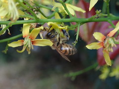Apis mellifera