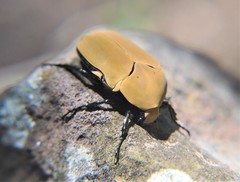 Hologymnetis cinerea