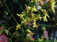 Apis mellifera