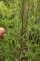 Epilobium tetragonum