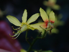 Koelreuteria paniculata