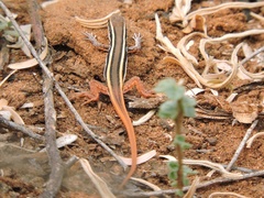 Ophisops leschenaultii