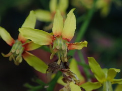 Koelreuteria paniculata