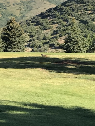 American Badger photographed in Utah