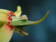 Koelreuteria paniculata