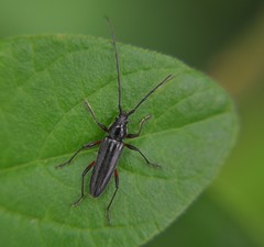 Stenosphenus sobrius