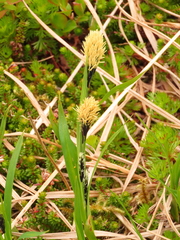 Carex macrochaeta