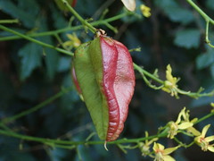 Koelreuteria paniculata
