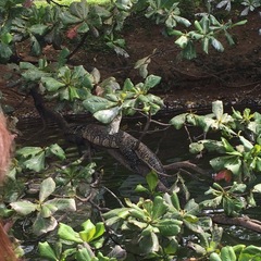 Varanus salvator salvator