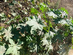 Ricinus
