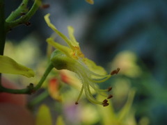 Koelreuteria paniculata