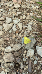 Colias occidentalis