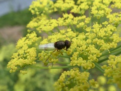 Hedriodiscus vertebratus