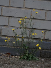 Crepis capillaris