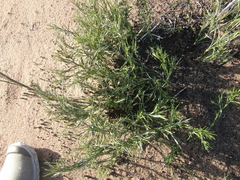 Thamnochortus insignis