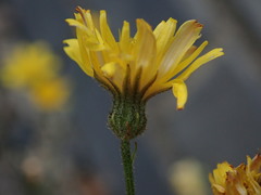 Crepis capillaris