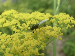 Hedriodiscus trivittatus