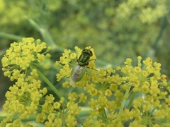 Hedriodiscus trivittatus