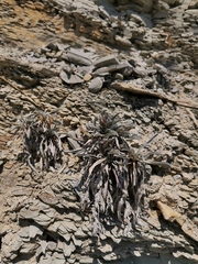 Convolvulus lineatus