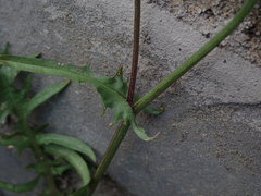 Crepis capillaris