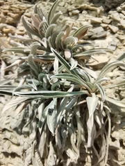 Convolvulus lineatus