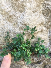 Asplenium ruta-muraria