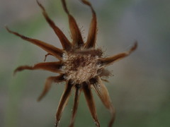 Crepis capillaris