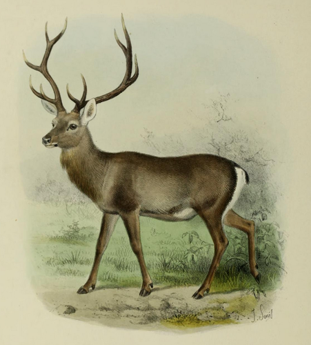 kashmir-stag-subspecies-cervus-elaphus-hanglu-inaturalist