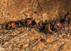 Diaperis nigronotata