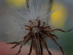 Crepis capillaris