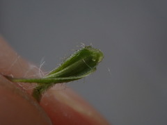 Crepis capillaris
