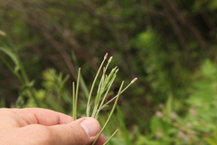 Epilobium tetragonum