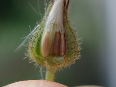 Crepis capillaris
