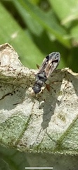 Pseudopachybrachius