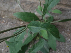 Hieraciinae