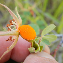 Phragmidium mucronatum