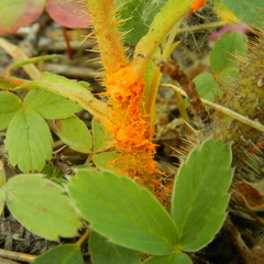Phragmidium mucronatum