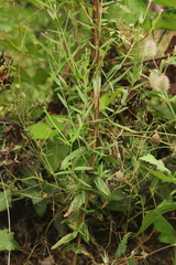Epilobium tetragonum